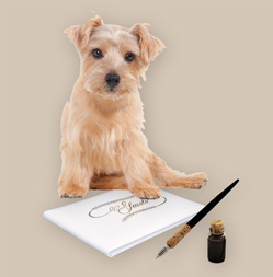 Ashuna's Hundeboutique und Barf Manufaktur - kundenberichte Hund